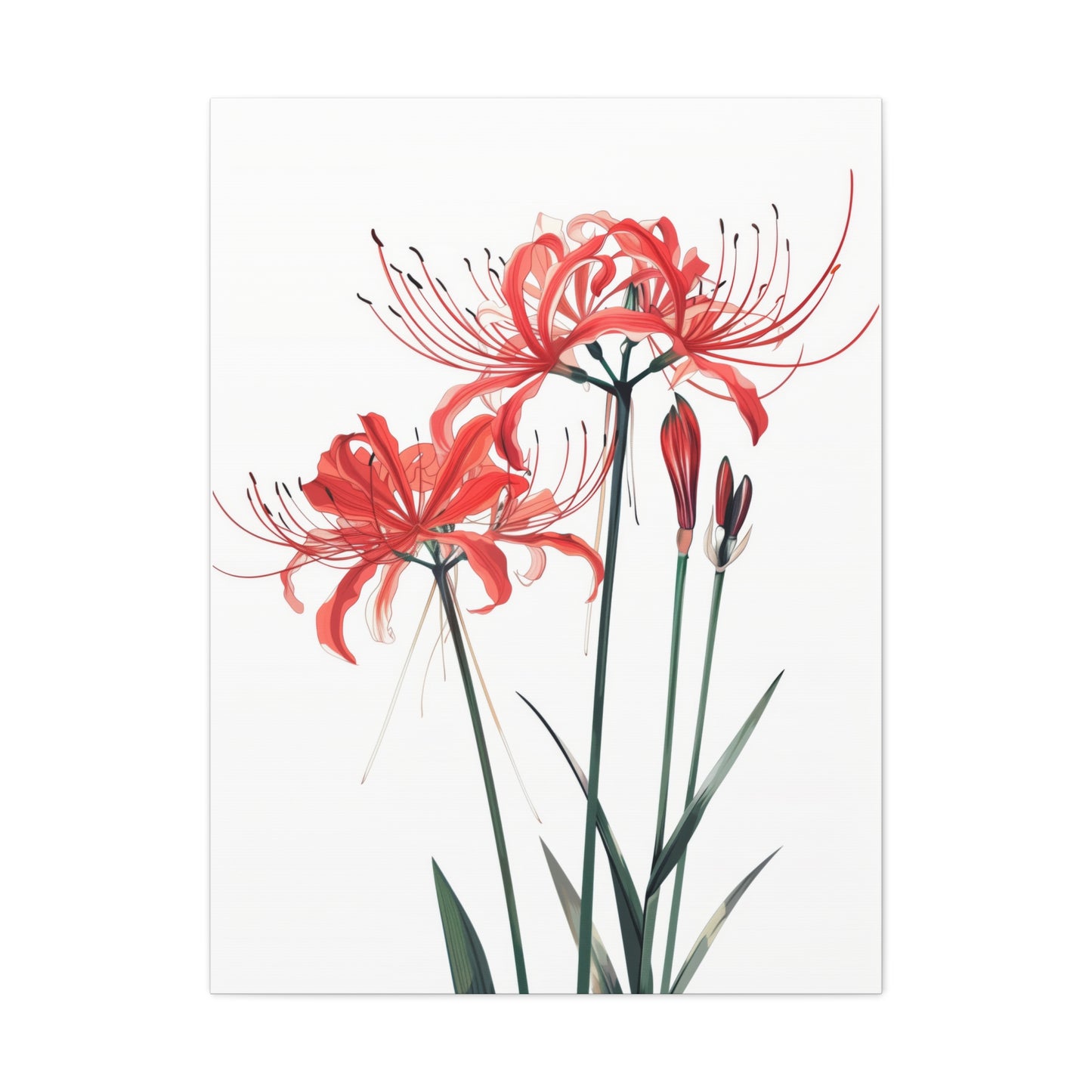 Red Spider Lily Flower Digital Illustration Canvas Gallery Wraps