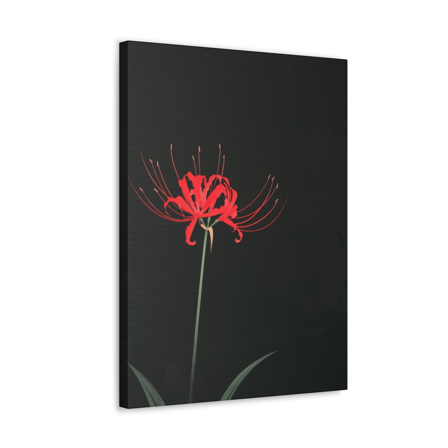 Red Spider Lily Flower Digital Illustration Canvas Gallery Wraps