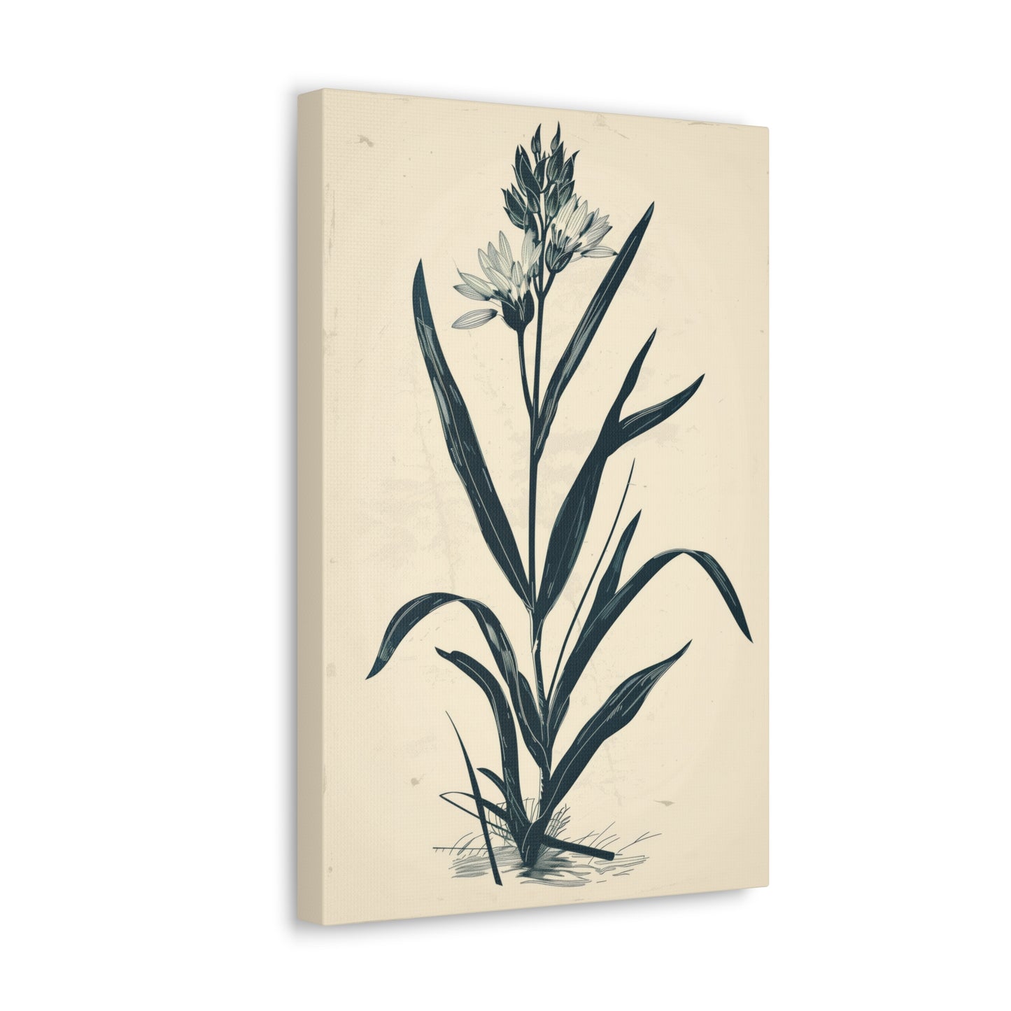 Grass Flower Digital Illustration Canvas Gallery Wraps