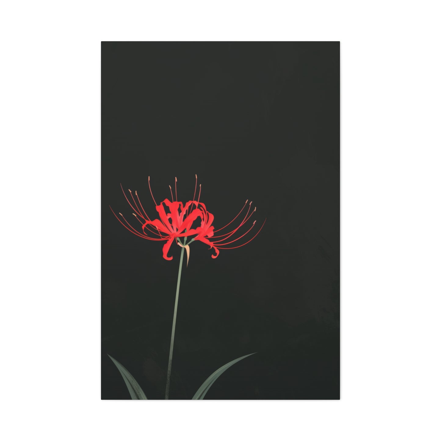 Red Spider Lily Flower Digital Illustration Canvas Gallery Wraps