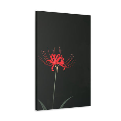 Red Spider Lily Flower Digital Illustration Canvas Gallery Wraps