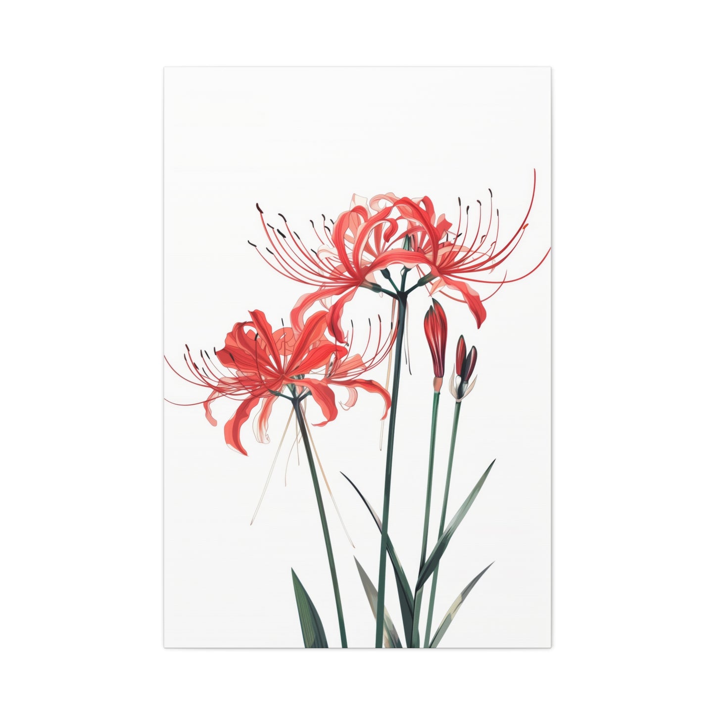 Red Spider Lily Flower Digital Illustration Canvas Gallery Wraps