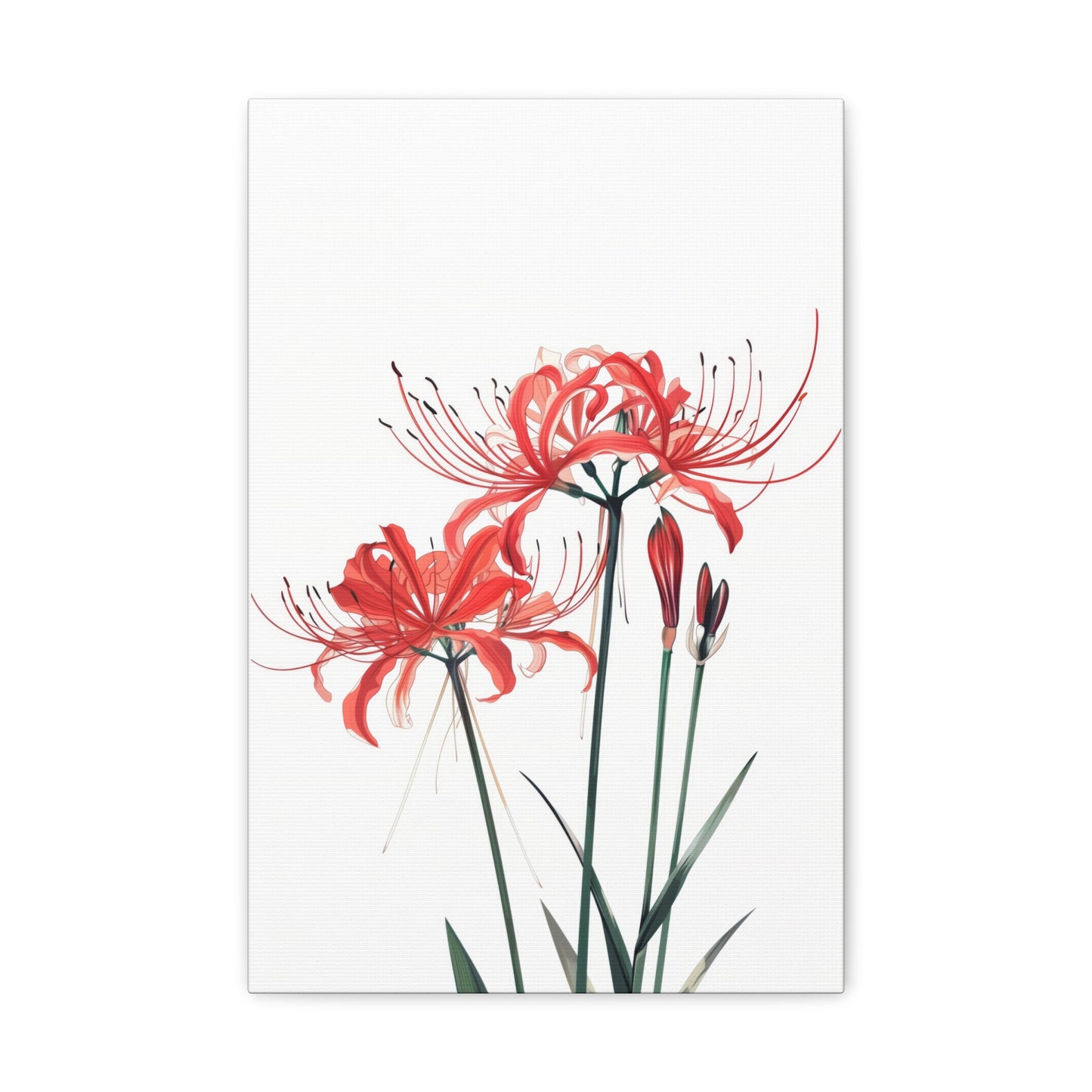 Red Spider Lily Flower Digital Illustration Canvas Gallery Wraps