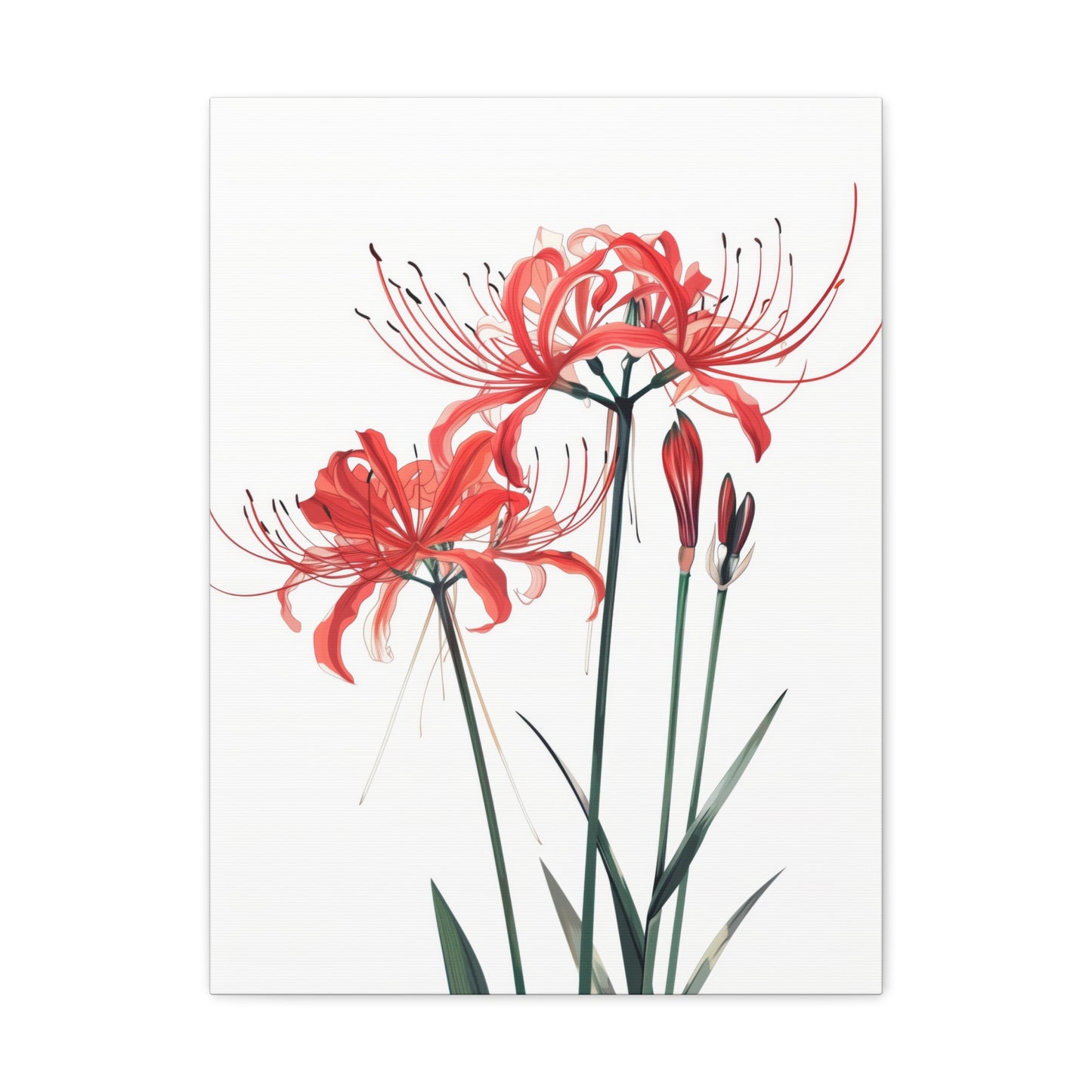 Red Spider Lily Flower Digital Illustration Canvas Gallery Wraps