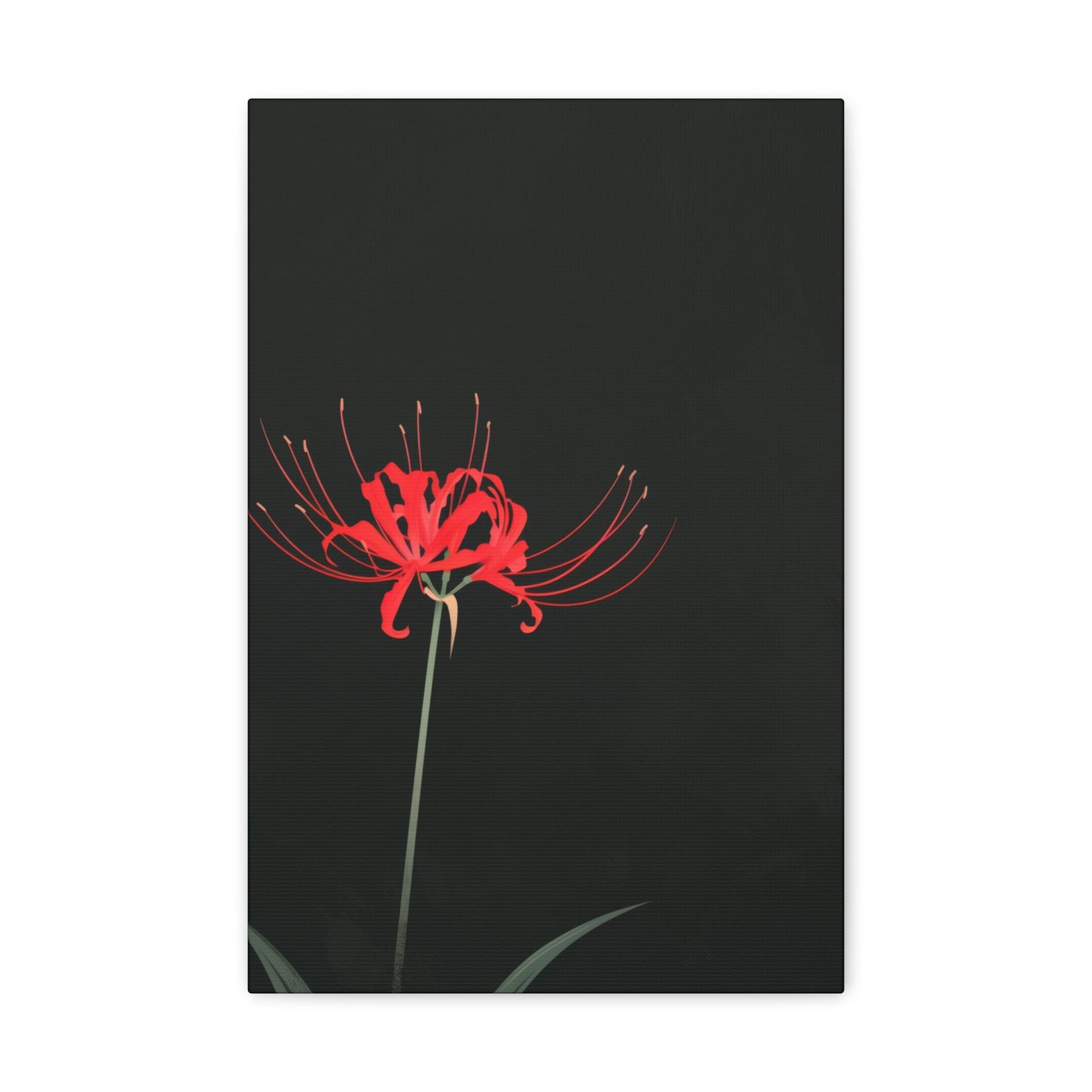 Red Spider Lily Flower Digital Illustration Canvas Gallery Wraps